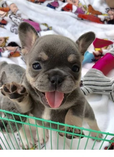 Adorabili cuccioli di bulldog francese pronti per la loro casa per sempre | Foto 2