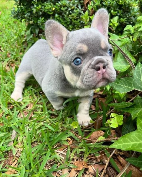 Adorabili cuccioli di bulldog francese pronti per la loro casa per sempre | Foto 1