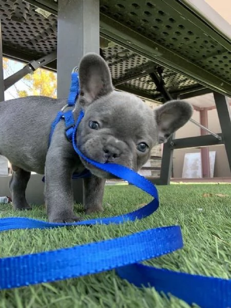 Adorabili cuccioli di bulldog francese pronti per la loro casa per sempre