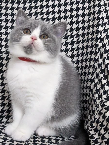 Gattini British Shorthair dolcissimi | Foto 0