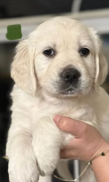 Due cuccioli di Golden Retriever cercano casa