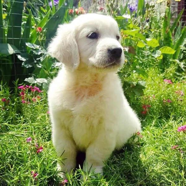 Cuccioli di Golden retriever 3 mesi | Foto 0