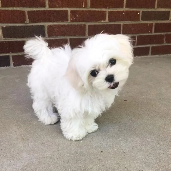 i cuccioli maltesi cercano una nuova casa