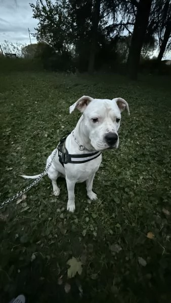 Dogo Argentino 