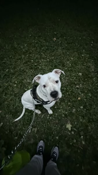 Dogo Argentino  | Foto 0