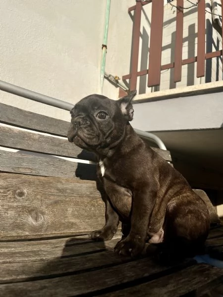 cuccioli bulldog francesi | Foto 4