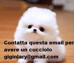 2 Cuccioli di Volpino Pomerania