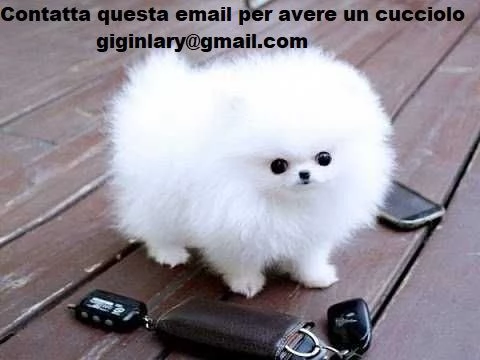 Cuccioli di Volpino Pomerania disponibili