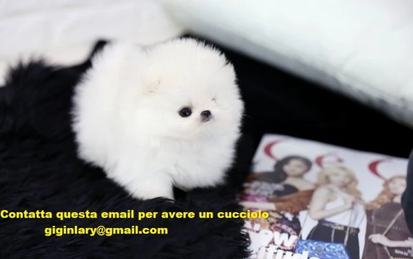 volpino pomerania fantastici cuccioli