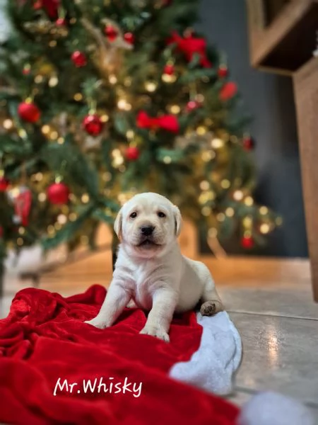 Cuccioli Labrador retriver Disponibili pedigree