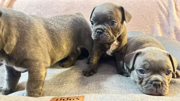 cuccioli di bulldog francese | Foto 2