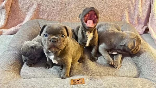 cuccioli di bulldog francese | Foto 0