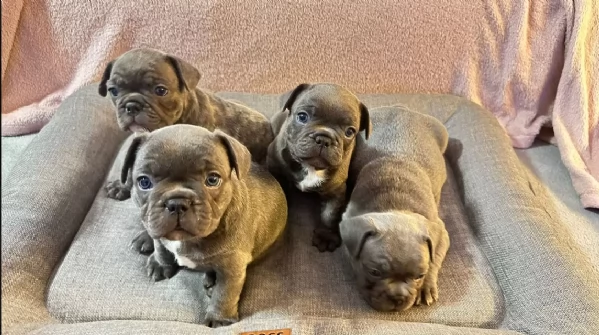 cuccioli di bulldog francese