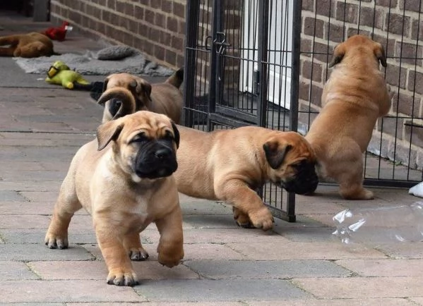 Regalo abbiamo cuccioli di BullMastiff sono BullMastiff di dimensioni  sono registrati AKC sono mo