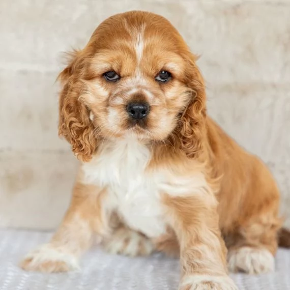 REGALO Cuccioli Coker Spaniel i cuccioli vengono consegnati con svezzamento  primo vaccino librett