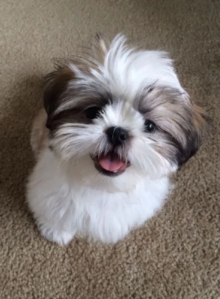 Regalo Bellissimi cuccioli allevati Shihtzu colore bianco e nero Due e una feminuccia Maschietti