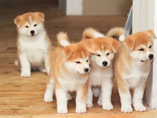 REGALO Cuccioli Shiba Inu cuccioli Shiba Inu maschio e femmina disponibile Tutti i documenti sono d