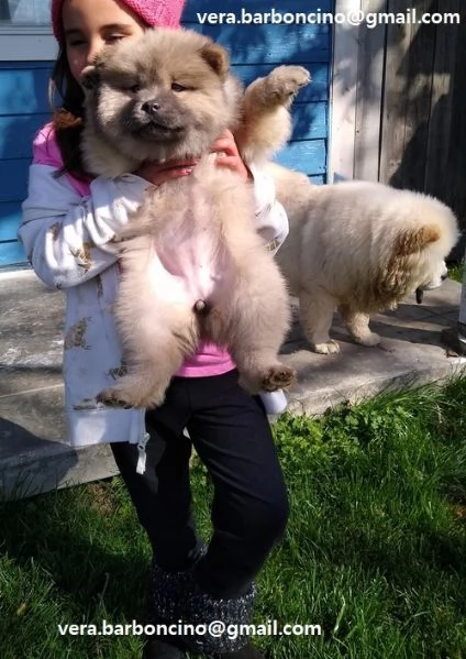 Regalo Bianchi cuccioli di Chow Chow Cuccioli di Chow Chow bianchi  crema  molto belli Maschi e f