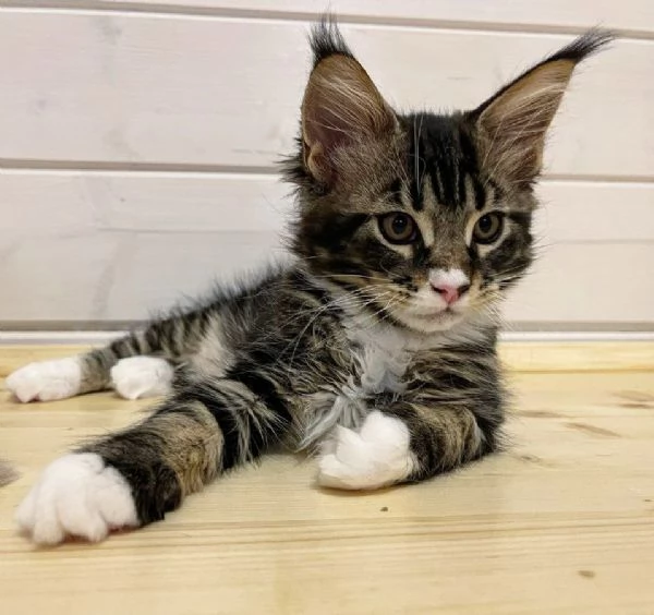 Maine Coon cuccioli pedigree