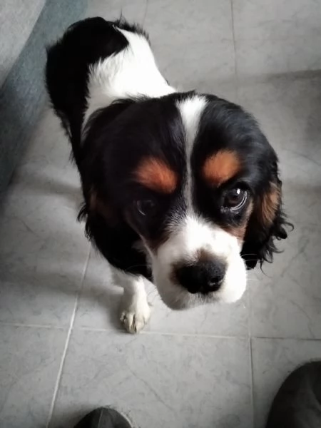 Cucciolo di 6 mesi di Cavalier king | Foto 0