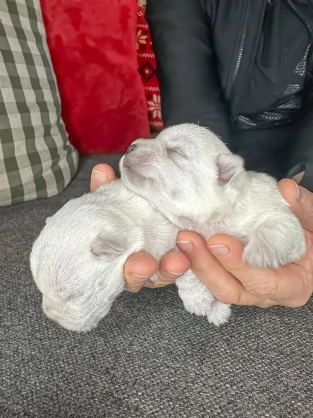 West highland White Terrier  | Foto 6