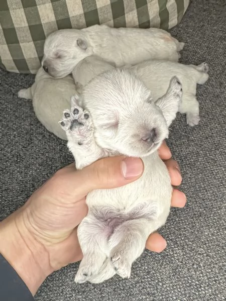 West highland White Terrier  | Foto 1