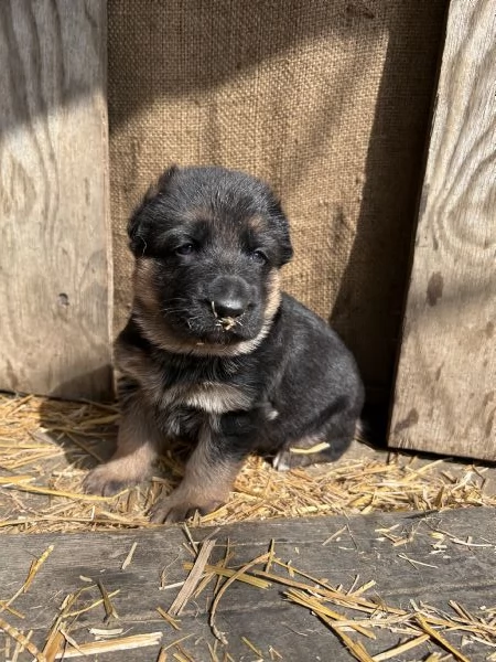 Cuccioli di Pastore Tedesco