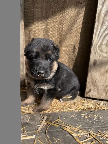 Cuccioli di Pastore Tedesco | Foto 3