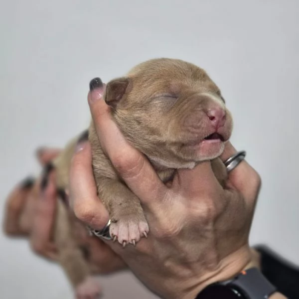 Cuccioli di American Pitbull terrier  | Foto 4