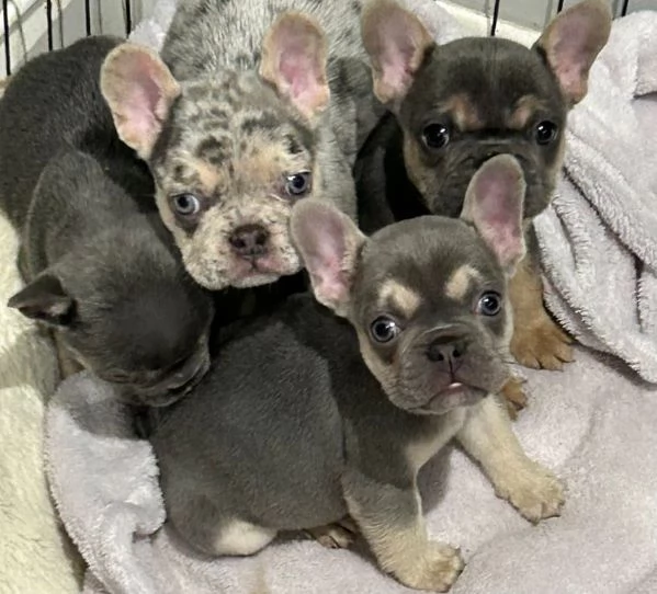 Cuccioli di Bulldog Francese in Adozione