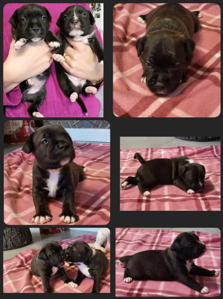 Disponibile cucciolata di Staffordshire Bull terrier | Foto 0