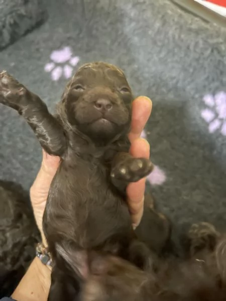 Cuccioli barboncino in vendita | Foto 5