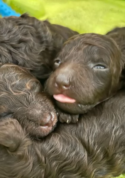 Cuccioli barboncino in vendita | Foto 4