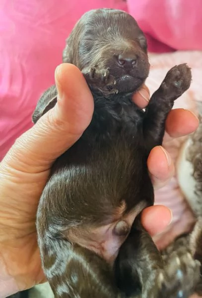 Cuccioli barboncino in vendita | Foto 3