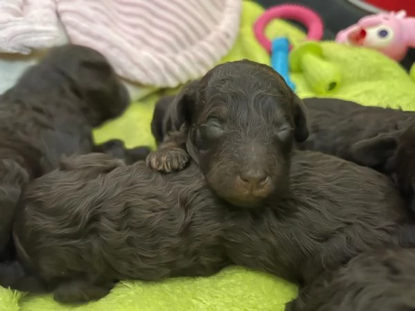 Cuccioli barboncino in vendita | Foto 2