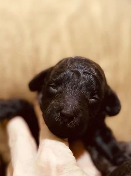 Cuccioli barboncino in vendita | Foto 0