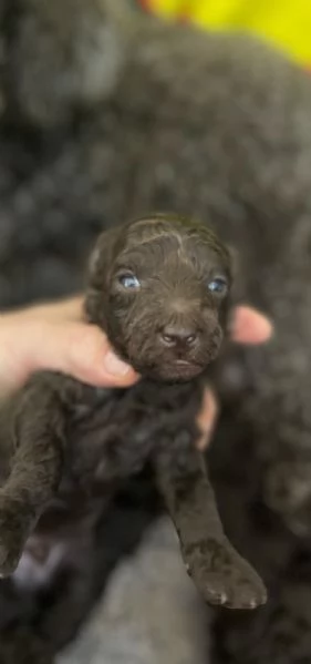 Cuccioli barboncino in vendita