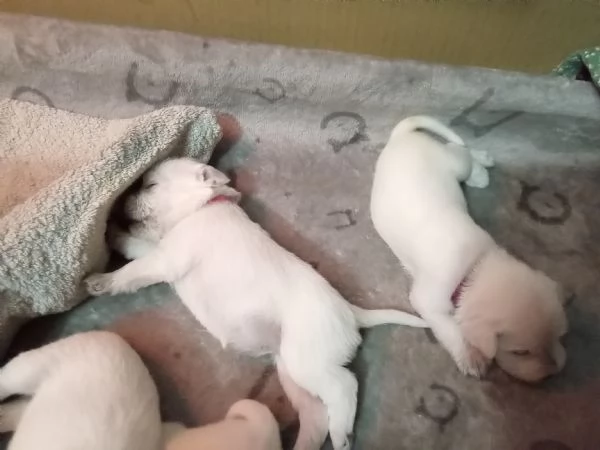 VENDITA SCHNAUZER NANO BIANCO da privato 