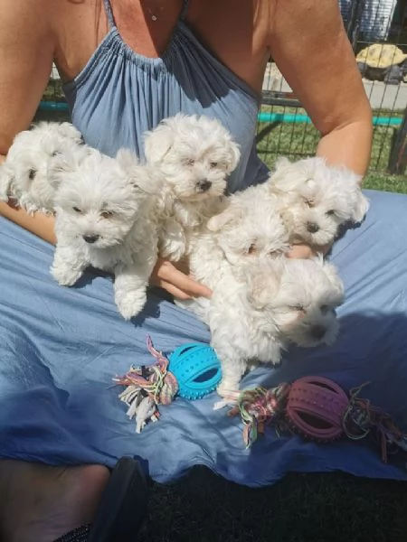 Cuccioli di Maltese maschi e femmine