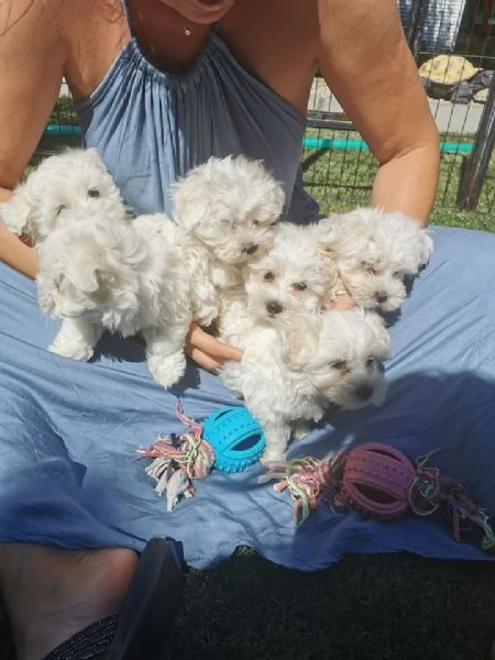 Cuccioli di Maltese maschi e femmine | Foto 0