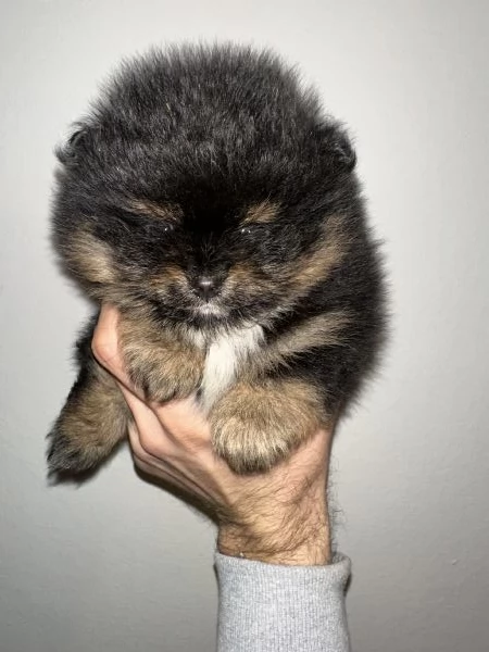 Cuccioli di Pomerania  | Foto 1