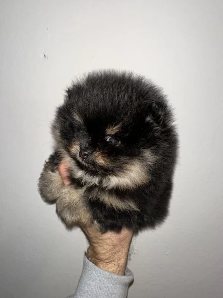 Cuccioli di Pomerania  | Foto 0