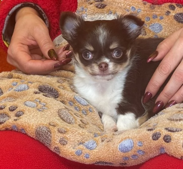 Cucciolo femmina chihuahua 2 mesi