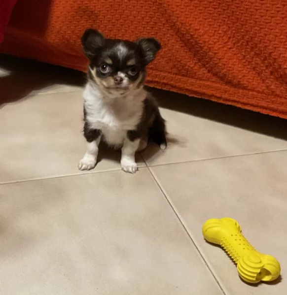 Cucciolo femmina chihuahua 2 mesi | Foto 5