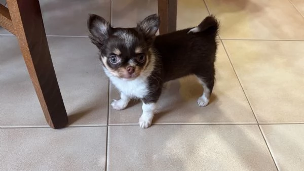 Cucciolo femmina chihuahua 2 mesi | Foto 4