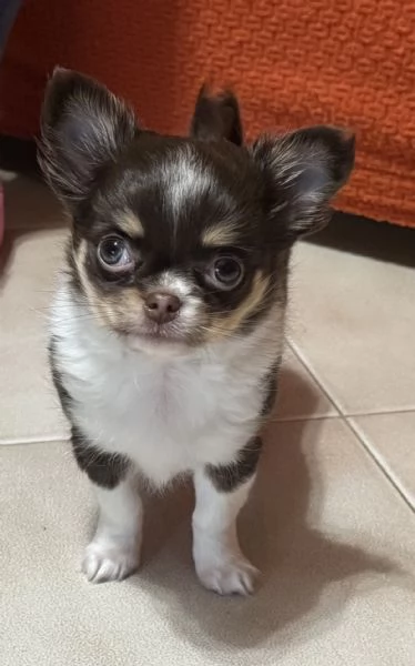 Cucciolo femmina chihuahua 2 mesi | Foto 3