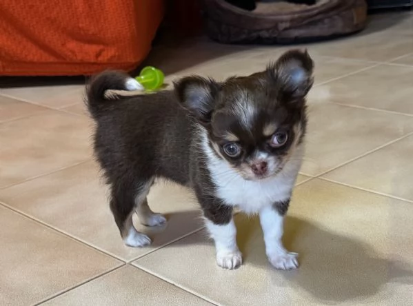 Cucciolo femmina chihuahua 2 mesi | Foto 0