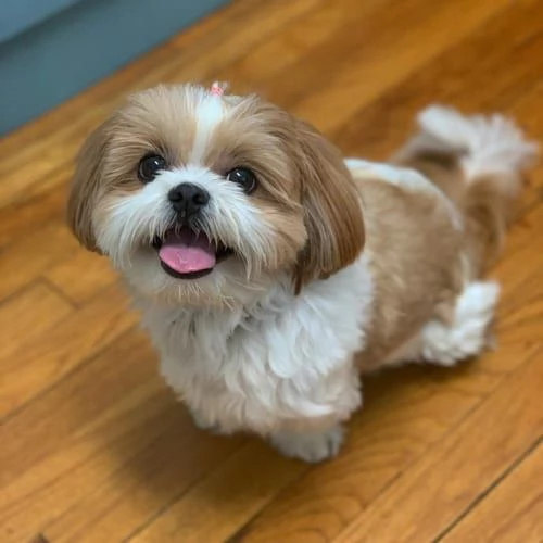 Regalo Bellissimi cuccioli allevati Shihtzu colore bianco e nero Due e una feminuccia Maschietti