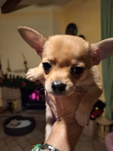 Disponibile cucciolo maschio chihuahua  | Foto 4