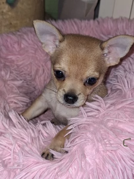 Disponibile cucciolo maschio chihuahua  | Foto 3